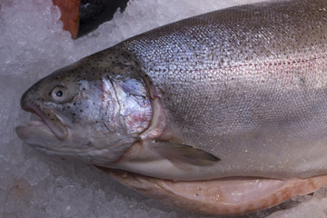 Fresh trout on ice in a supermarket. Fresh fish in a fish shop.