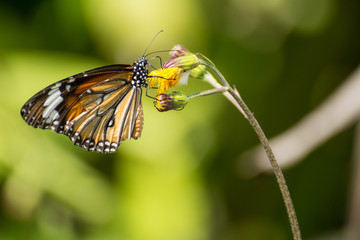 Orange butterfly on the flower in the garden