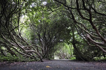 craig y nos , trees, path