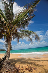 Palm tree on the sea beach.