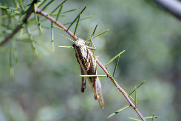 Australia, Zoology