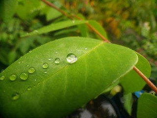 Water droplets