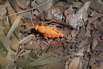 Australia, Zoology