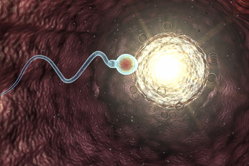 Spermatozoan moving to fertilize egg cell - obrazy, fototapety, plakaty