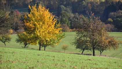 Herbstlandschaft im Hochtaunus