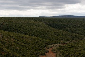 Naklejka premium Path through the green bushy forest