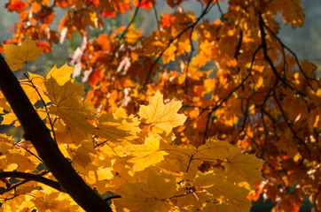 Yellow maple leaves on sunny autumn day