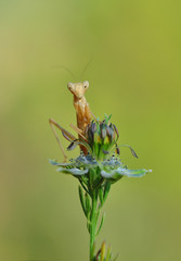 mantis