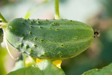 cucumber grows on a branch close-up macro