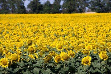 field of sunflowers in a sunny day