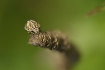  Spitzling (Aelia acuminata)