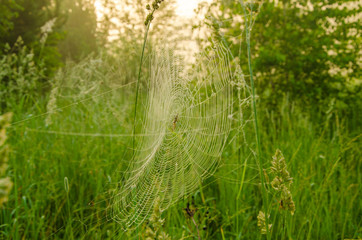 Wide Web plays in the wind.