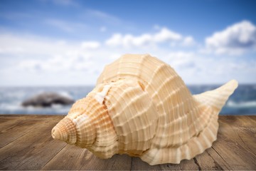 Shell.