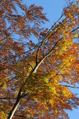Beech forest in fall, Buchenwald im Herbst
