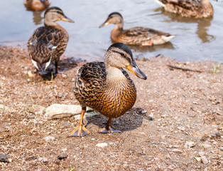 flock of ducks walking along the shore