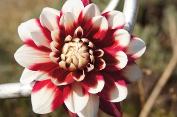 Photo sur Plexiglas Dahlia dahlias bicolore  