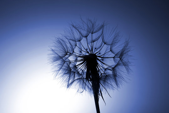 Fototapeta silhouette big dandelion on blue background