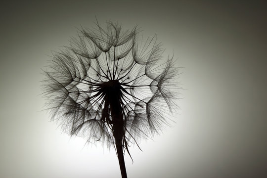 Fototapeta silhouette big dandelion on dark background