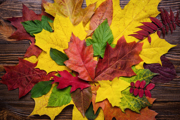 Naklejka na ściany i meble autumn still life, fall leaves, gifts of autumn, wooden background, maple leaves - autumn composition from top. Colorful autumn leaves