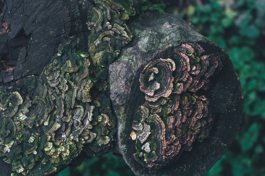 Mushrooms on the tree