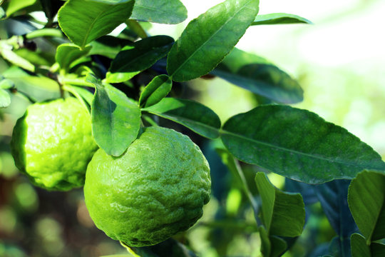 combava sur son arbre, &agrave; l'&eacute;tat naturel, saveur asiatique , fruit exotique et aromatique