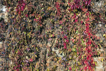 Old sustaining brick wall covered with creeper vines