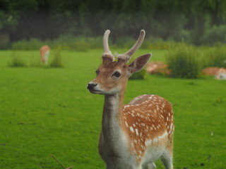 Juvenile deer at the deer camp