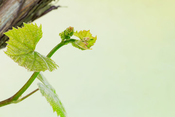 sprout of grapes