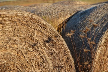 Heuballen in der Herbstsonne