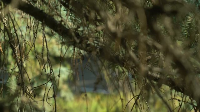 fir branch close up details. Green needles on the tree in autumn season. Soft panorama. Wonderful nature landscape in forest. wind outdoors.