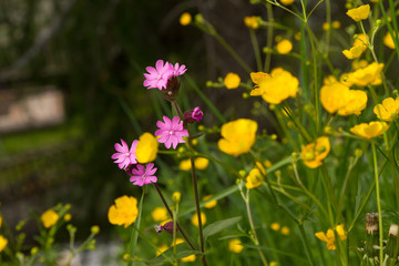 Rote Lichtnelke / Silene dioica