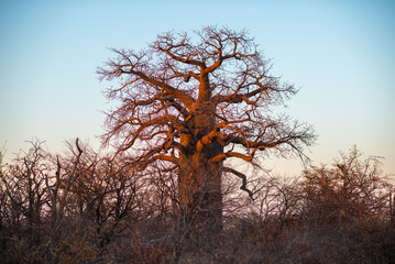 Huge Baobab plant in the african savannah with clear blue sky at sunrise. Botswana, one of the most attractive travel destionation in Africa.