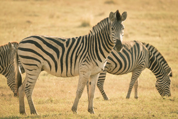 Fototapeta na wymiar Herd of Zebras grazing in the bush. Wildlife Safari in the Kruger National Park, major travel destination in South Africa. Toned image, vintage old retro style.