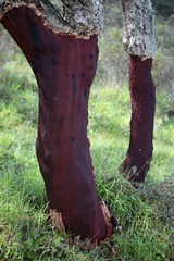Cork oak, Quercus Suber, 