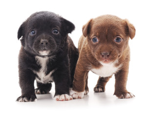 Obraz premium Two puppies.