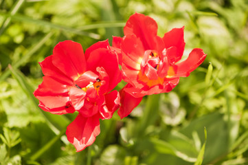 Zwei leuchtend rote Tulpenblüten vor knackig grünem Hintergrund