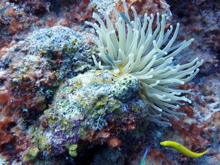 Naklejka na ściany i meble sea anemone at curacao