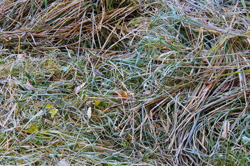 First morning frost on a green plants