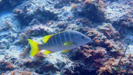 Fototapeta na wymiar Swimming snapper at Curacao