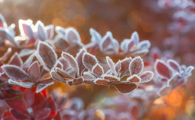 Frost covered autumn leaves backlit by the light of the rising sun.