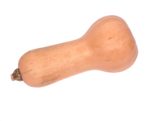 Amish farm spaghetii squash isolated on white background