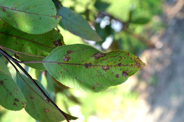 Venturia inaequalis - apple scab on ornamental apple leaf