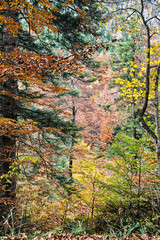 Autumn forest with colorful foliage
