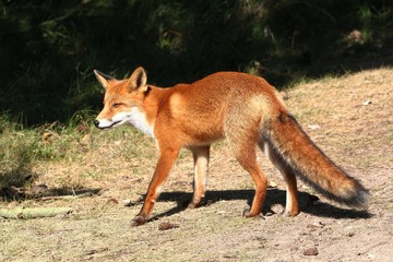 European Red fox (Vulpes vulpes) on the prowl.
