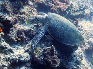Naklejka na ściany i meble Feeding sea turtle at curacao
