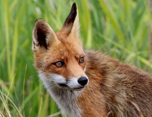 Fototapeta premium Juvenile male European Red fox (Vulpes vulpes) portrait