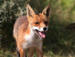 European Red fox (Vulpes vulpes) closeup, facing camera