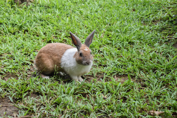 rabbit