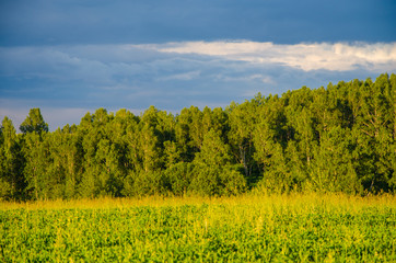 blue clouds on a green glade