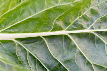 Detail of a chard